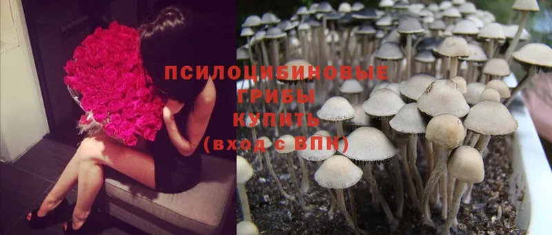 Галлюциногенные грибы Magic Shrooms  OMG   Боровск 